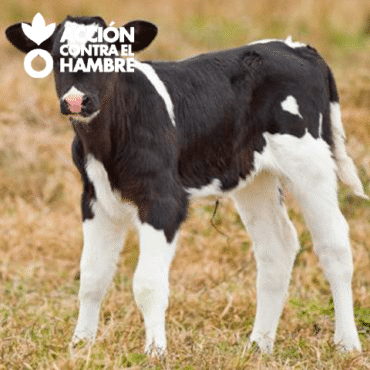 Vaca Lechera